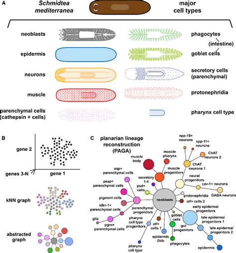 A Major Planarian Cell Types Epidermis Neurons Including A Range