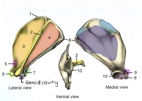 Osteology Dog Scapula Diagram Quizlet