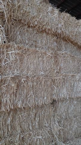 Small Square Barley Straw Bales Nex Tech Classifieds