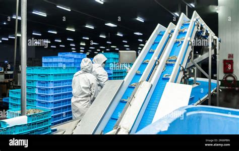 Farmed Shrimp Packing And Processing Line Stock Photo Alamy