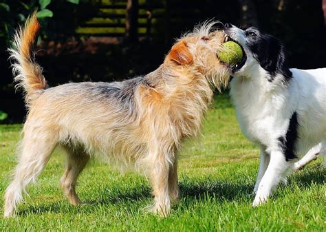 Royalty Free Photo Two Dogs Trying To Catch The Ball Pickpik