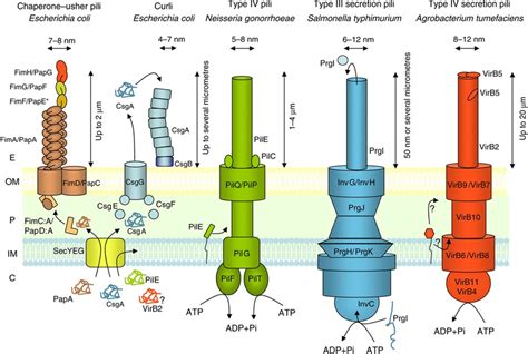 Pili And Their Assembly Machineries In Gram Negative Bacteria