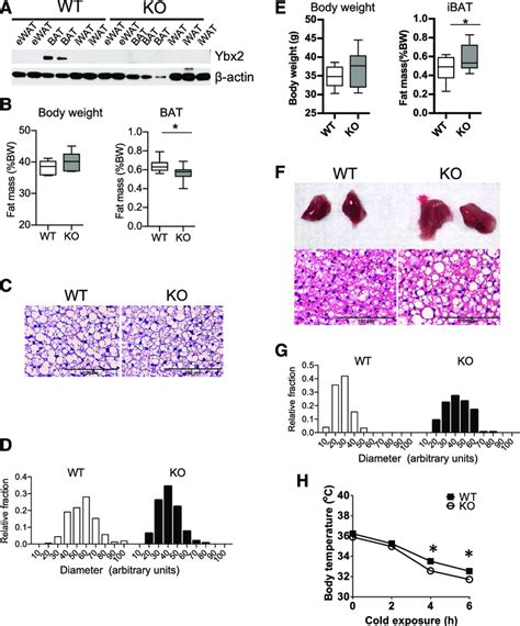 Ybx2 Is Needed For Cold Induced BAT Activation A Western Blot Was