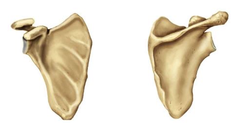 Scapula Diagram Diagram Quizlet