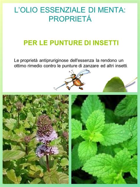 Olio Essenziale Di Menta Piperita Propriet Usi E Controindicazioni