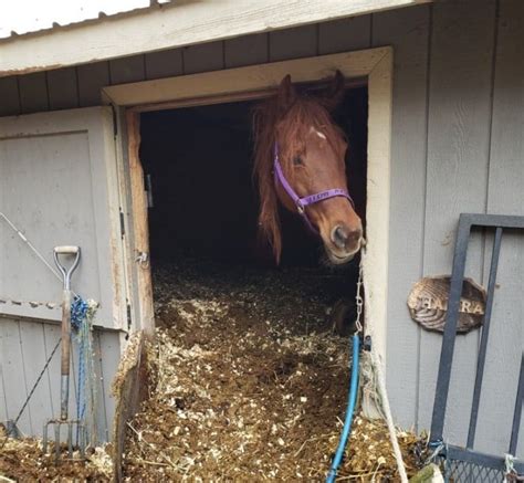 Mspca Caring For Two Extremely Neglected Horses Abc6