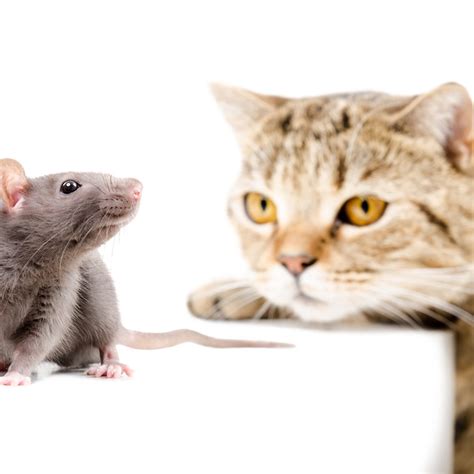 12 Rat Myths You Need to Stop Believing | Family Handyman 