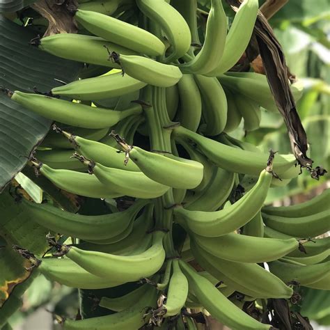 Freshly Harvested Plantain Fruits Trends