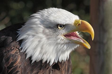 Bald Eagle Cry by cycoze on DeviantArt