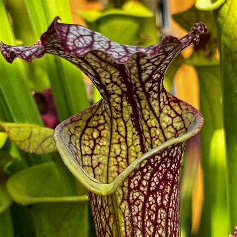 sarracenia moorei elizabeth carnivorous pitcher plant