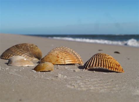 Shell Beach Access Gulf Shores And Orange Beach