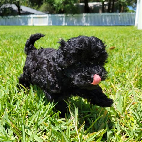 Black Maltipoo Puppies For Sale Archives Micheles Puppies And Paws