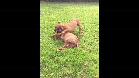 Staffordshire Bull Terrier Fight Youtube