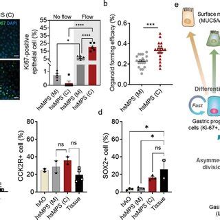 Pdf Organoidbased Human Stomach Microphysiological System To