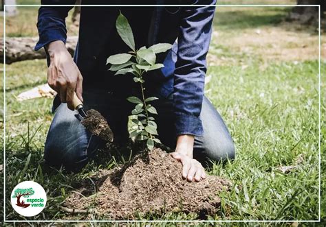 Reforestaci N De Bosques Con M Todo Miyawaki Espacio Verde