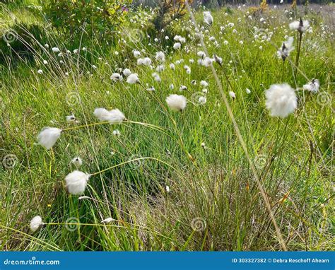 Common cotton-grass stock photo. Image of flora, eriophorum - 303327382