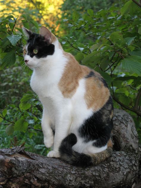 Calico Cats The Ultimate Guide Thecatsite