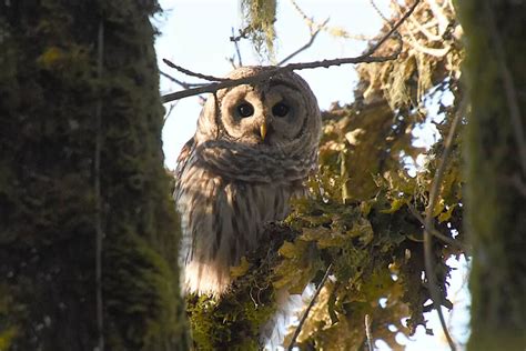 Usfws Plans To Cull 450000 Barred Owls To Help Native Species The Wildlife Society