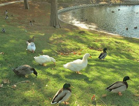 Ducks At The Park Photograph By Donna Wilson Fine Art America