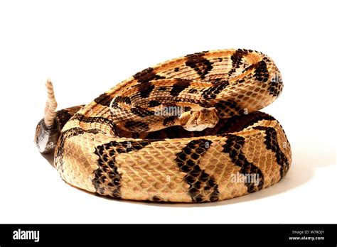 Eastern timber rattlesnake Cut Out Stock Images & Pictures - Alamy