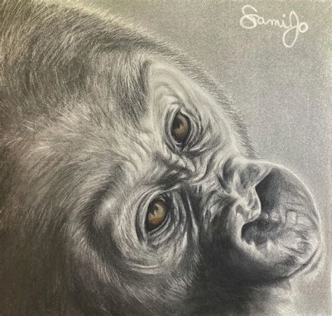 Baby Gorilla Drawing by Samantha Wheatcroft - Fine Art America