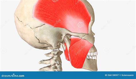 There Are Four Muscles Of Mastication Masseter Temporalis Medial