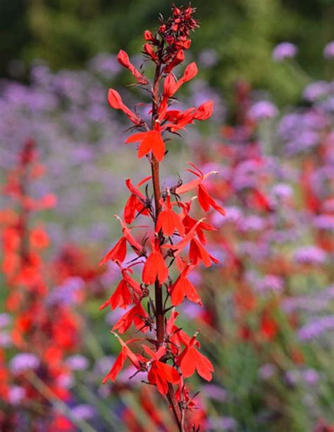 Lobelia cardinalis (Cardinal Flower)