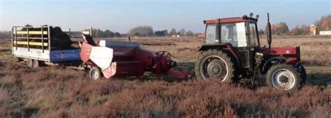 Heidegras aus dem Jerichower Land für Reetdächer im Norden