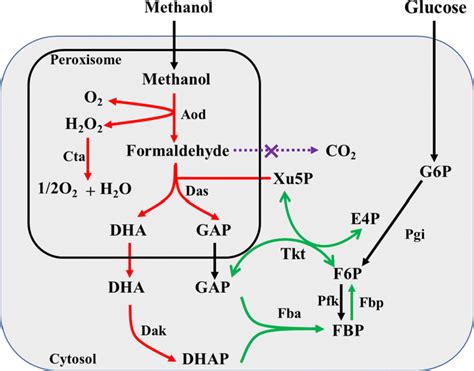 Strategies To Enhance The Metabolic Flux From Methanol To Metabolites Download Scientific