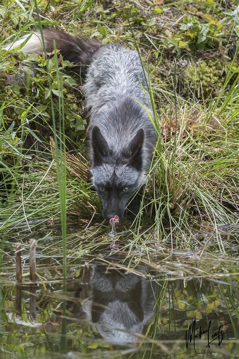 Wolves Fox Mike Lentz Nature Photography