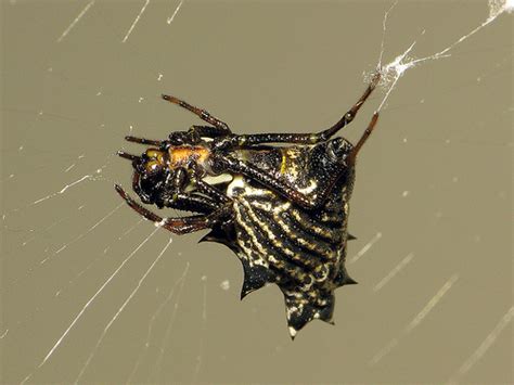 Spiny Crowned Orbweaver Matbio Arachnids Matanzas Biodiversity