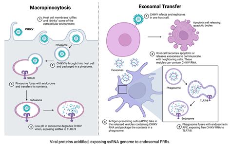 Viruses Free Full Text Immune Response To Chikungunya Virus Sex As