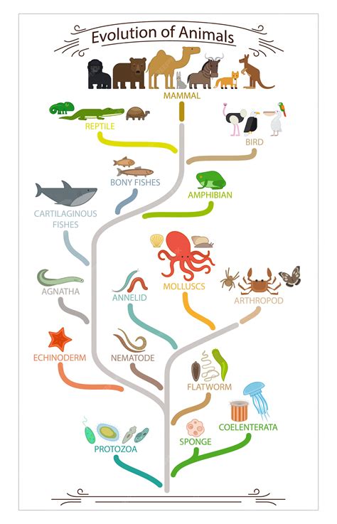 Evolución Biológica Del Esquema Animal Vector Premium