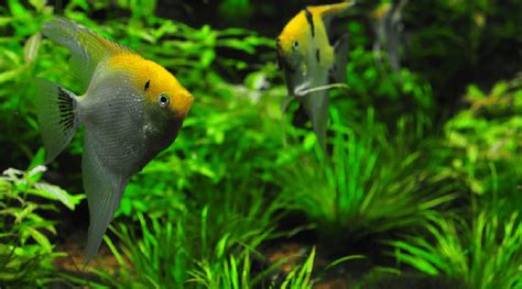 15 Great Angelfish Tank Mates (Complete Compatibility Guide)