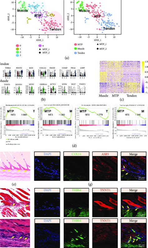 Scrna Seq Analysis Profiling Reveals Cell Heterogeneity In Tissues A