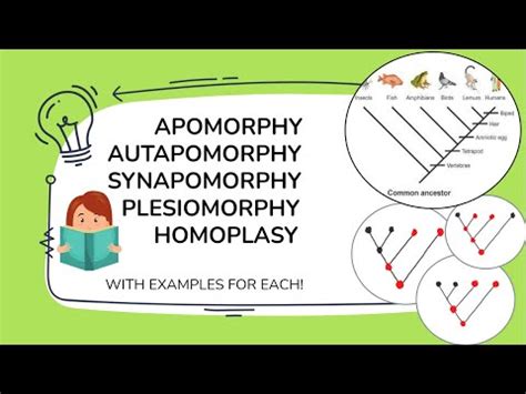 What is an apomorphy? (With examples) - science - 2024