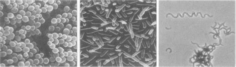 原核生物是否都是单细胞生物 知乎