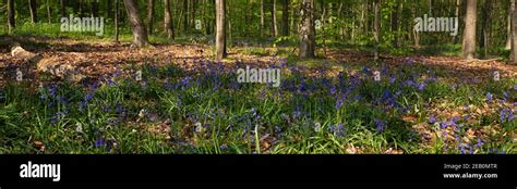 Bluebells In Vincennes Forest Of Paris France Game Of Light And