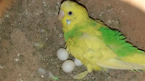 Australian Parrot Colony Ki Progress Budgies Surprise Many Chicks