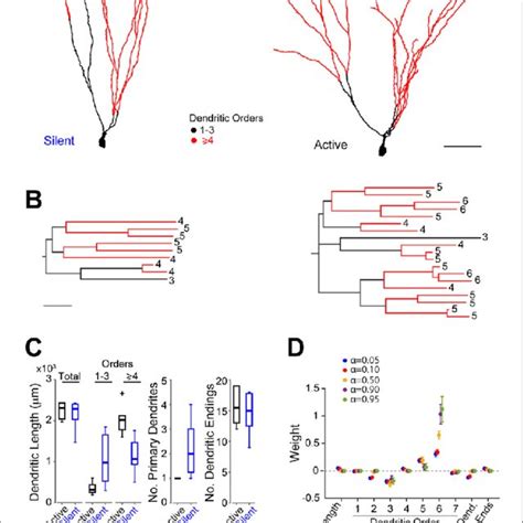 Morphological Analysis Of Identified Active And Silent Granule Cells