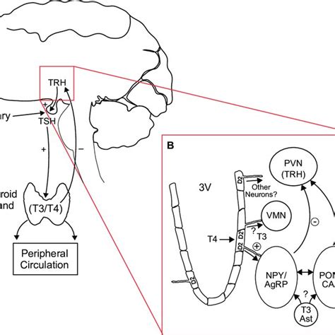 Distribution of thyroid hormone receptors in hypothalamic region ...