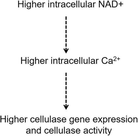 Schematic Representation Showing That Increased Intracellular Nad