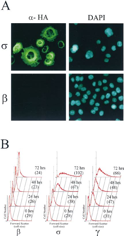 Morphology Of R Expressing Cells A Immunohistochemical Analysis Of R