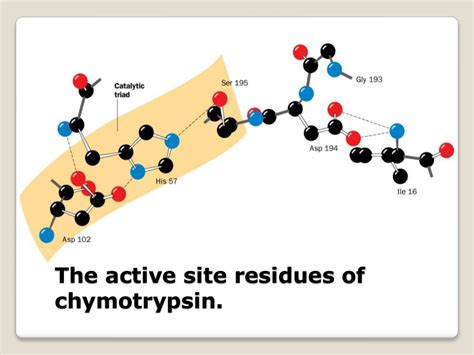 Mechanism of enzyme catalysis