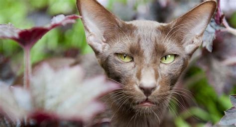 Havana Brown Cat Perfection In A Chocolate Coat