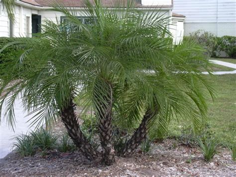 Palmera Enana Phoenix Roebelenii