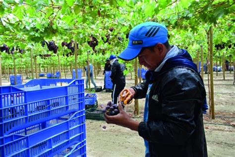 Jap N Abre Su Mercado A Diferentes Variedades De Uva De Mesa Peruana