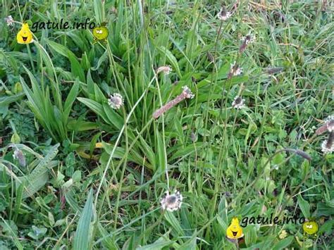 Llant N Propiedades De La Planta Gatule Info Usos