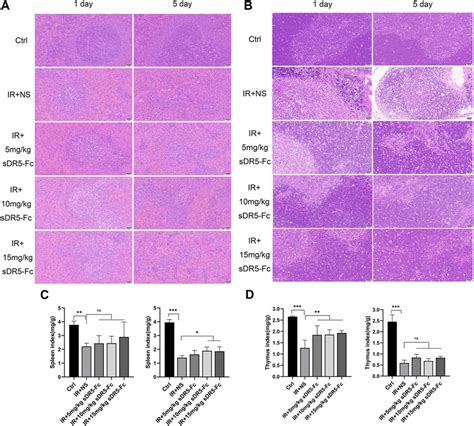 Frontiers Blocking Trail Dr5 Signaling Pathway With Soluble Death