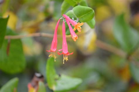 What the Bees Taught Me: An Ode to Trumpet Honeysuckle - Humane Gardener